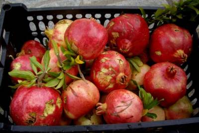 Διανομή φρούτων σε πολύτεκνους