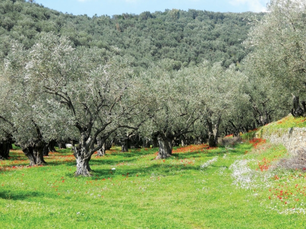 Ενώ όλες οι χώρες αναπτύσσουν πρωτοβουλίες, ελληνική ακινησία για το ελαιόλαδο