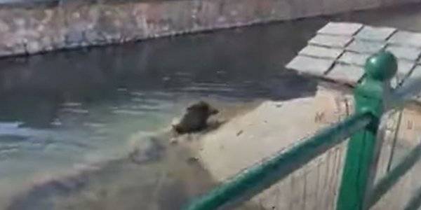 Αγριογούρουνο κολυμπά σε ποτάμι στη Φλώρινα - Το βίντεο που έγινε viral