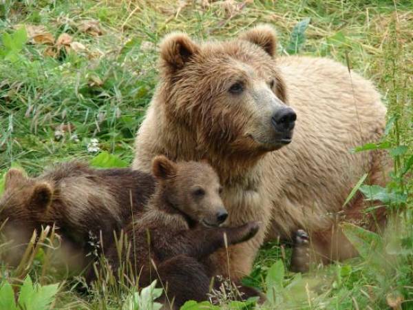 Αρκτούρος: Αυξάνεται ο πληθυσμός των αρκούδων στην Ελλάδα