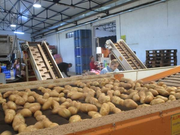 Παραμένουν καλές οι τιμές στις πατάτες Μεσσήνης και Καλαμάτας
