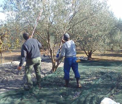 Εως 3,70 ευρώ το κιλό η τιμή του μαυρολίσιου