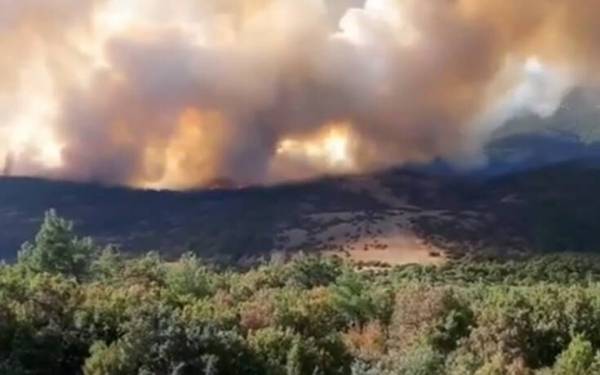 Φωτιά στον Έβρο: Υπεράνθρωπες προσπάθειες να σωθεί το δάσος της Δαδιάς (Βίντεο)