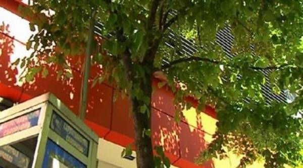 Σκηνές φρίκης στη Λάρισα: Πρόσφυγας κρεμάστηκε σε δέντρο στη μέση του δρόμου