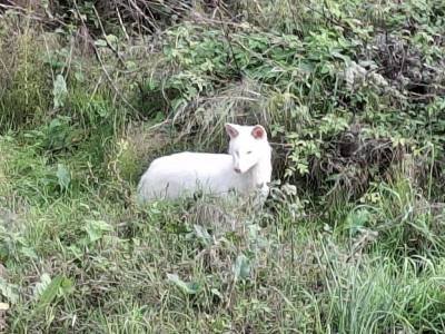 Μεσσηνία: Σπάνια λευκή αλεπού στο Ψάρι