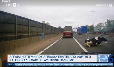Αγγλία: Η στιγμή που αγελάδα πέφτει από φορτηγό και προκαλεί χάος σε αυτοκινητόδρομο (Βίντεο)