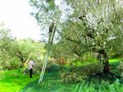 ΚΚΕ εναντίον Αγροτικού Συλλόγου Γαργαλιάνων για τα μεροκάματα στην ελαιοσυγκομιδή