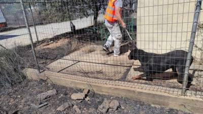 Φωτιά στην Πεντέλη: Οι προσπάθειες εθελοντών για τη διάσωση ζώων