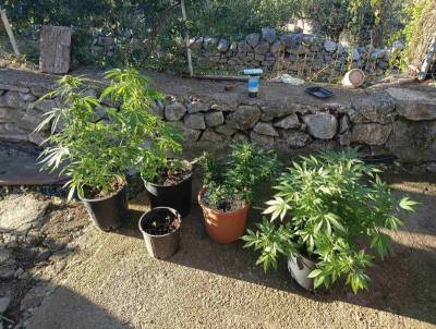 24χρονος στο Καρυοβούνι Δυτικής Μάνης: Καλλιεργούσε χασίς σε γλάστρες