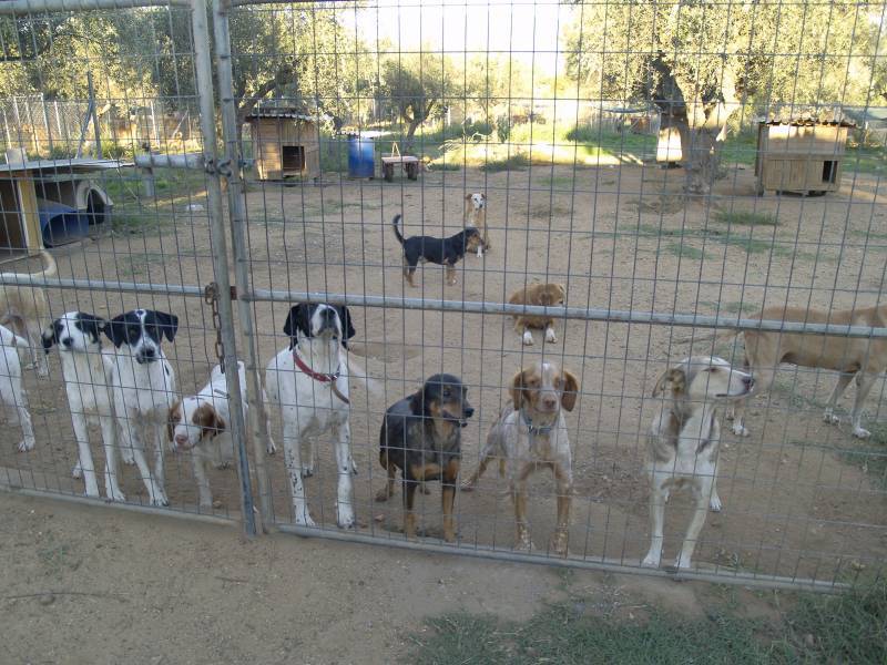 Πρόταση για κατασκευή καταφυγίου αδέσποτων ζώων από τους Δήμους Καλαμάτας και Μεσσήνης