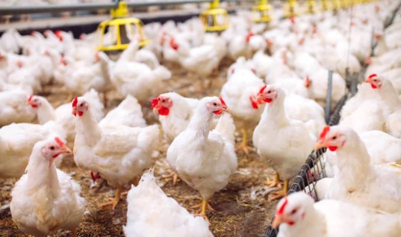 SOS για επανεμφάνιση της γρίπης των πτηνών - Τι αναφέρει η Διεύθυνση Κτηνιατρικής Κεντρικής Μακεδονίας