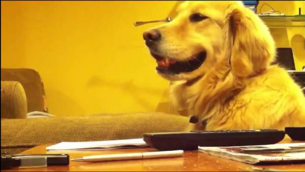 Ο σκύλος που θυμώνει μόλις η μουσική σταματά... (βίντεο)