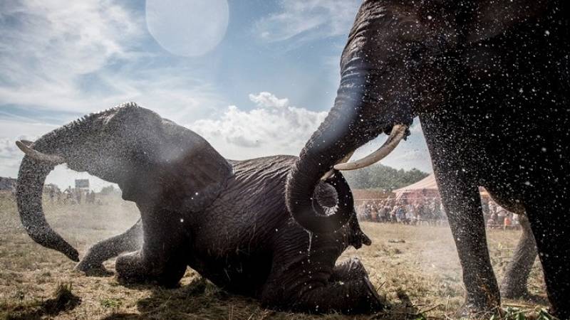 Νεκροί 87 ελέφαντες από λαθροκυνηγούς στην Μποτσουάνα