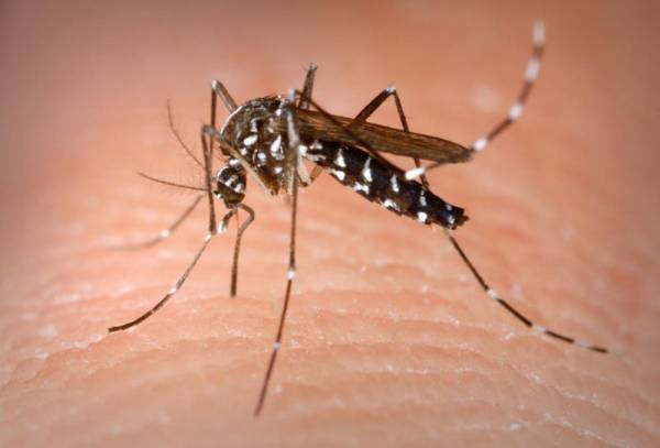 Γραμμή παραπόνων και ενημέρωσης για τα κουνούπια στην Πελοπόννησο