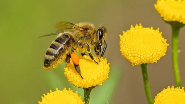 Δύσκολη η φετινή χρονιά για τη μελισσοκομία