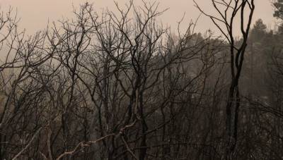 Νότια Εύβοια: Με πόσα χιλιόμετρα «ταξίδεψε» στην Αττική ο καπνός από τη φωτιά