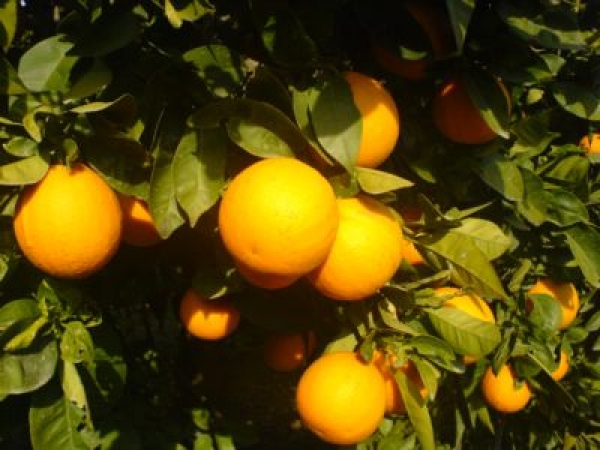 Τα πορτοκάλια της Σκάλας!
