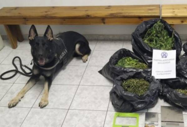 Θεσσαλονίκη: Ο αστυνομικός σκύλος &quot;Ακύλας&quot; ξετρύπωσε κρυμμένα ναρκωτικά σε αποθήκη