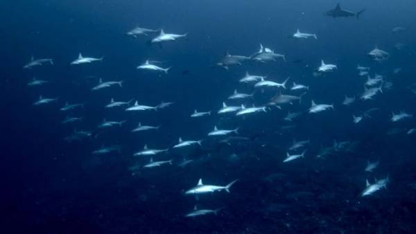 Δύτης συναντά νεαρούς σφυροκέφαλους καρχαρίες (βίντεο)