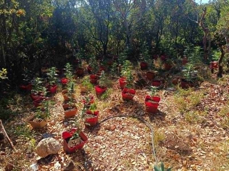 Αρκαδία: Χασισοφυτεία – μαμούθ με 1.561 δενδρύλλια στη Νότια Κυνουρία (φωτογραφίες)