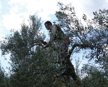 Κλαδέματα και ενέργεια