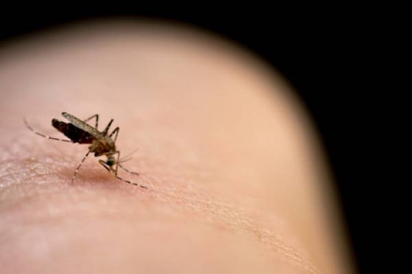 Προειδοποιεί για λοιμώξεις από κουνούπια η Περιφέρεια Θεσσαλίας - Τα μέτρα πρόληψης και προστασίας