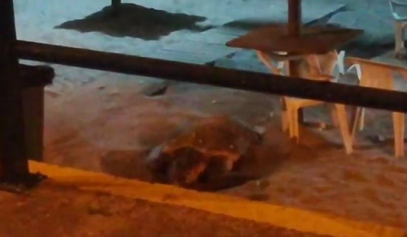 Χελώνα καρέτα καρέτα στην Παραλία της Καλαμάτας (βίντεο)