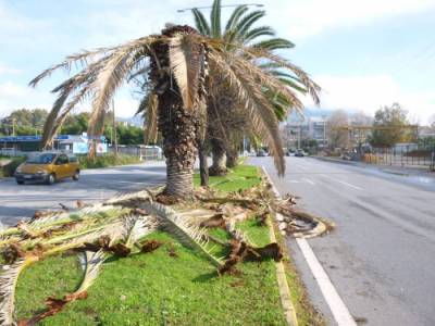 Προσπάθεια διάσωσης των φοινίκων στην Καλαμάτα