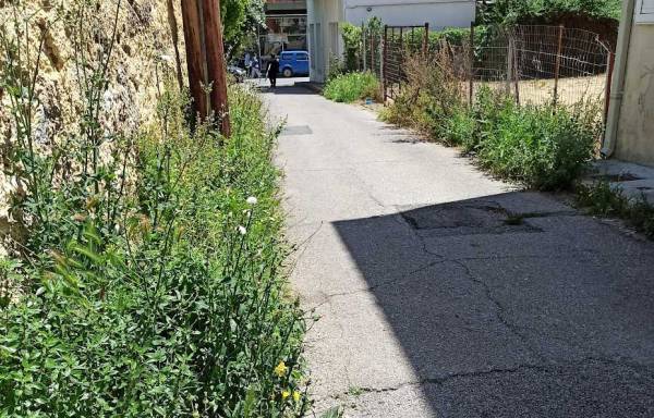 Αγριόχορτα στην Μπούτση