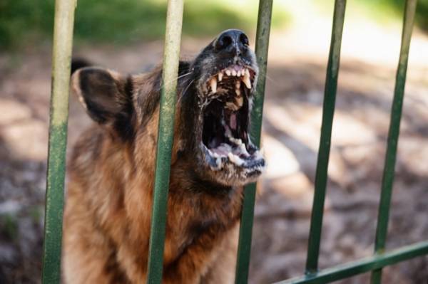 Θεσσαλονίκη: Η κατάθεση “κλειδί” για τη φύλαξη των σκύλων που σκότωσαν την 50χρονη