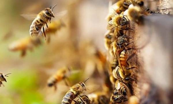 Ζάκυνθος: 48χρονος έχασε τη ζωή του από τσιμπήματα μελισσών