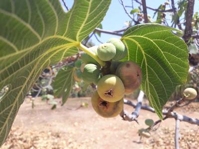 Διευθυντής Συκικής: Στο 80% φτάνει η ζημιά στη συκοπαραγωγή (βίντεο)