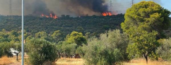 Kαλύτερη εικόνα η πυρκαγιά στη Μάνδρα-Οριοθετήθηκε η φωτιά σε δασική έκταση στο Χαϊδάρι (βίντεο)