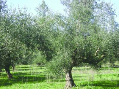 Δομικές αλλαγές στην ελαιοκαλλιέργεια