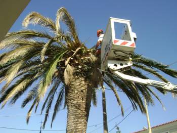 200 φοίνικες έφαγε το κόκκινο σκαθάρι στην Καλαμάτα