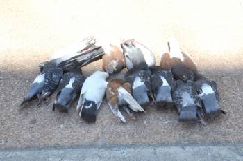 Δηλητηρίασαν περιστέρια στην Καλαμάτα