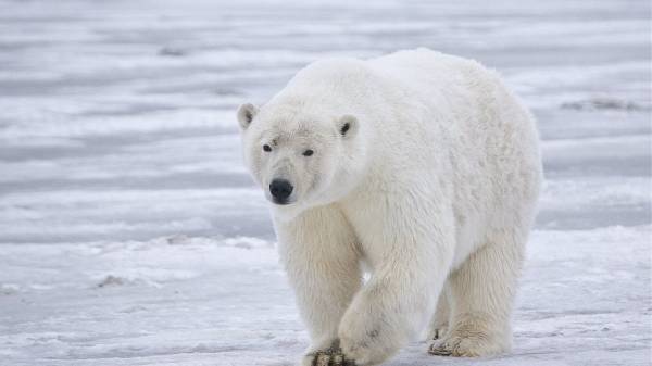 Πολική αρκούδα επιτέθηκε και σκότωσε μια γυναίκα και ένα αγόρι στην Αλάσκα