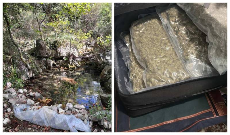Μεσσηνία: 5 Τούρκοι καλλιεργούσαν δενδρύλλια χασίς στη Νέδα
