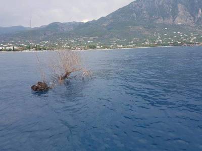 Δέντρο -κίνδυνος για τα σκάφη- εντοπίστηκε στο Μεσσηνιακό Κόλπο