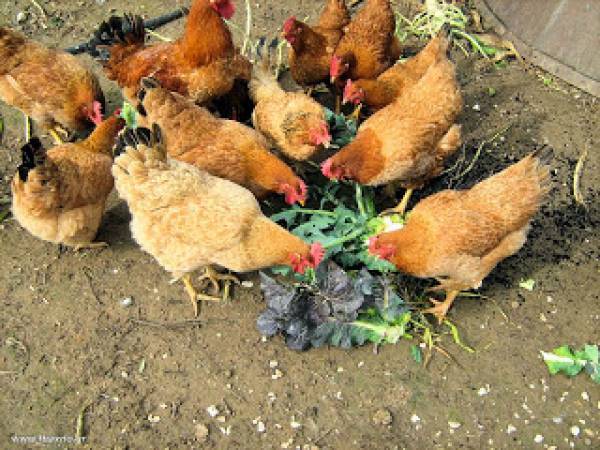Μεσσηνία: Εκλεψαν 6 φιάλες προανίου και… 10 κότες