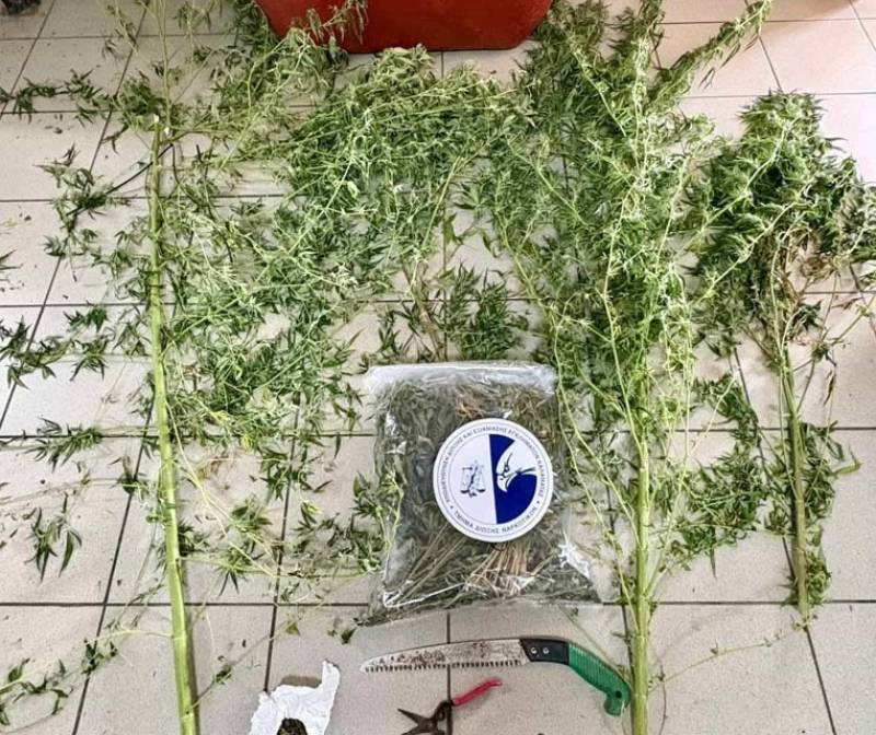 Μεσσηνία: Συνελήφθη 54χρονος για χασισοκαλλιέργεια στον Πολύλοφο