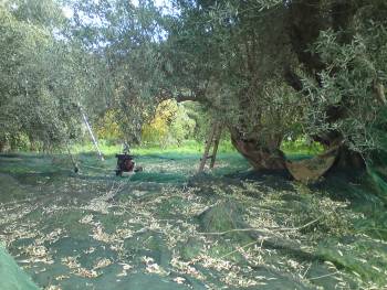 Μάζευε ελιές του… ΟΑΕΔ στη Σπερχόγεια