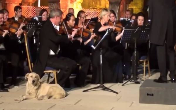 Ο μουσικόφιλος... αδέσποτος σκύλος που έγινε viral (Βίντεο)