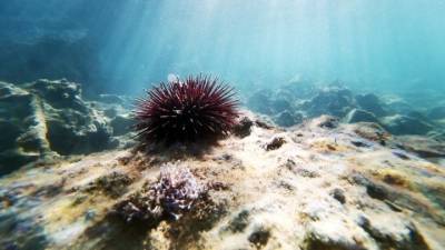Θαλάσσια πανδημία σκοτώνει μαζικά τους αχινούς της Ερυθράς Θάλασσας