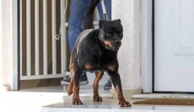 Μεσσηνία: Ροντβάιλερ επιτέθηκε άγρια στον 76χρονο ιδιοκτήτη του - Το πυροβόλησε αστυνομικός για να τον σώσει! (βίντεο)