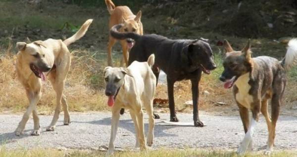 “Πληγή” τα αδέσποτα σκυλιά στη ΒΙΠΕ της Καλαμάτας και τις γύρω περιοχές