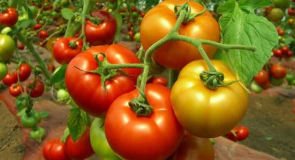 Μέχρι 1,30 ευρώ η τιμή της ντομάτας στο χωράφι