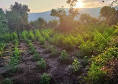Xασισοφυτεία στον Ευαγγελισμό Πυλίας: Σήμερα απολογούνται οι δύο Αλβανοί