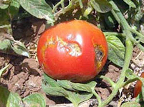 Η tuta absoluta καταστρέφει πάλι ντομάτες στην Τριφυλία