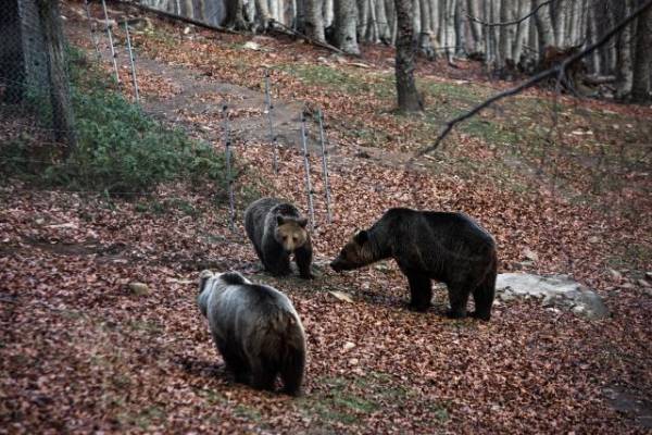 Γενετικά και πληθυσμιακά πιο εύρωστος ο πληθυσμός της καφέ αρκούδας στην Ελλάδα
